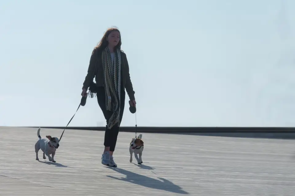 Dog walking with an owner