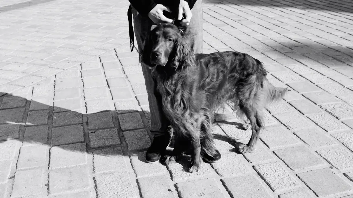 Dog walking with an owner
