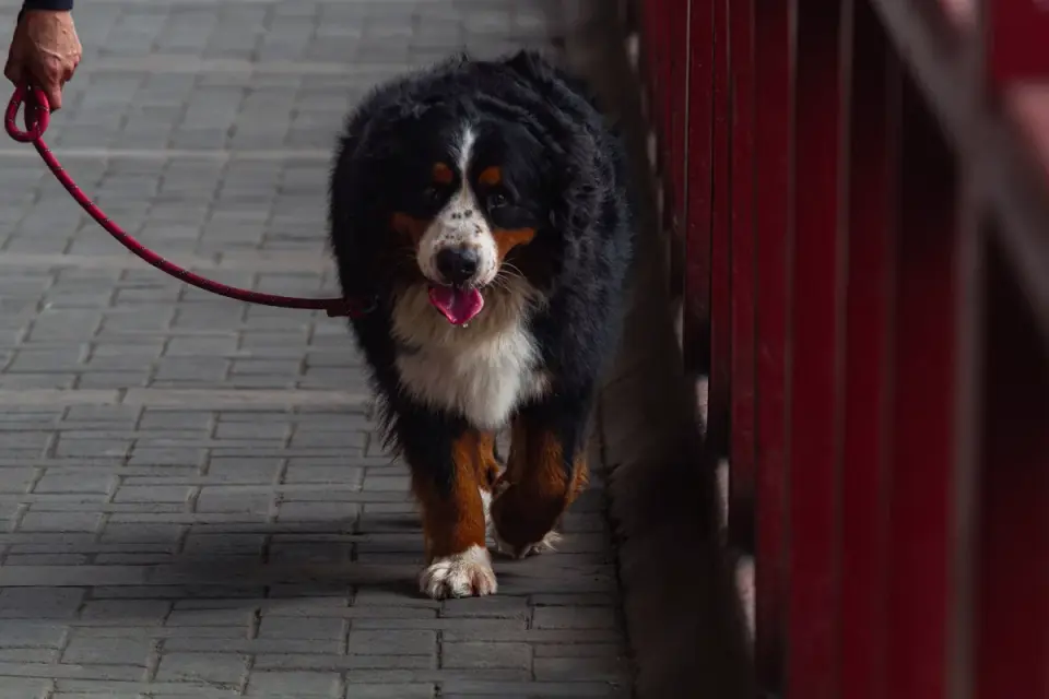 Dog walking with an owner