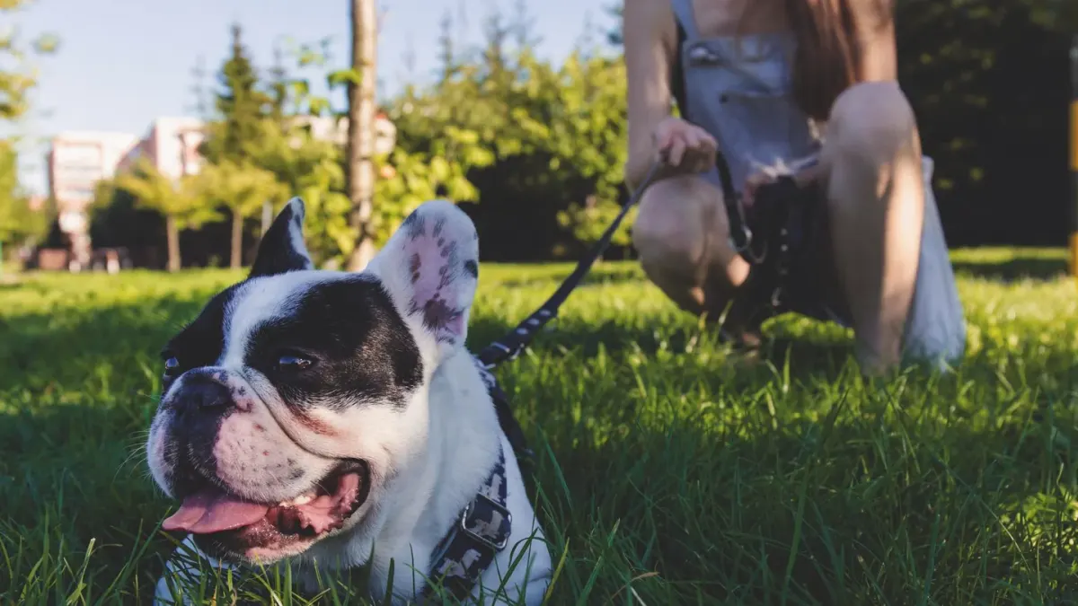 Dog walking with an owner