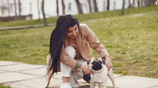 Dog walking with an owner
