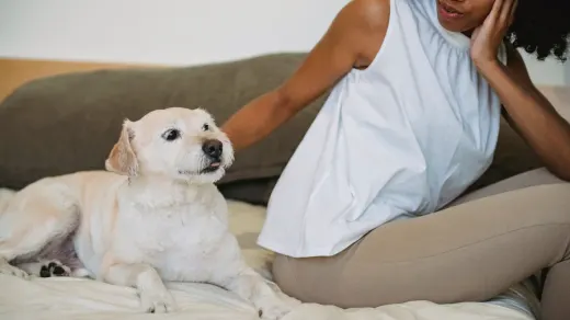Dog with an owner at home