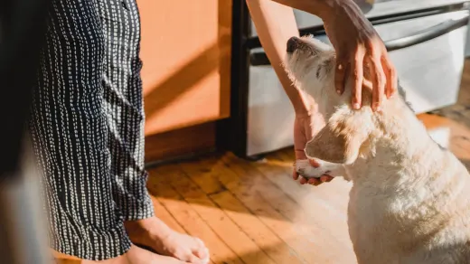 Dog with an owner at home