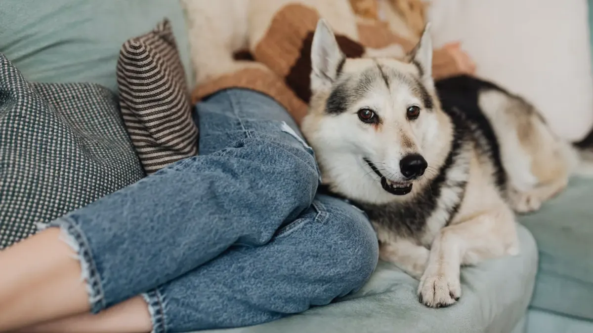 Dog with an owner at home