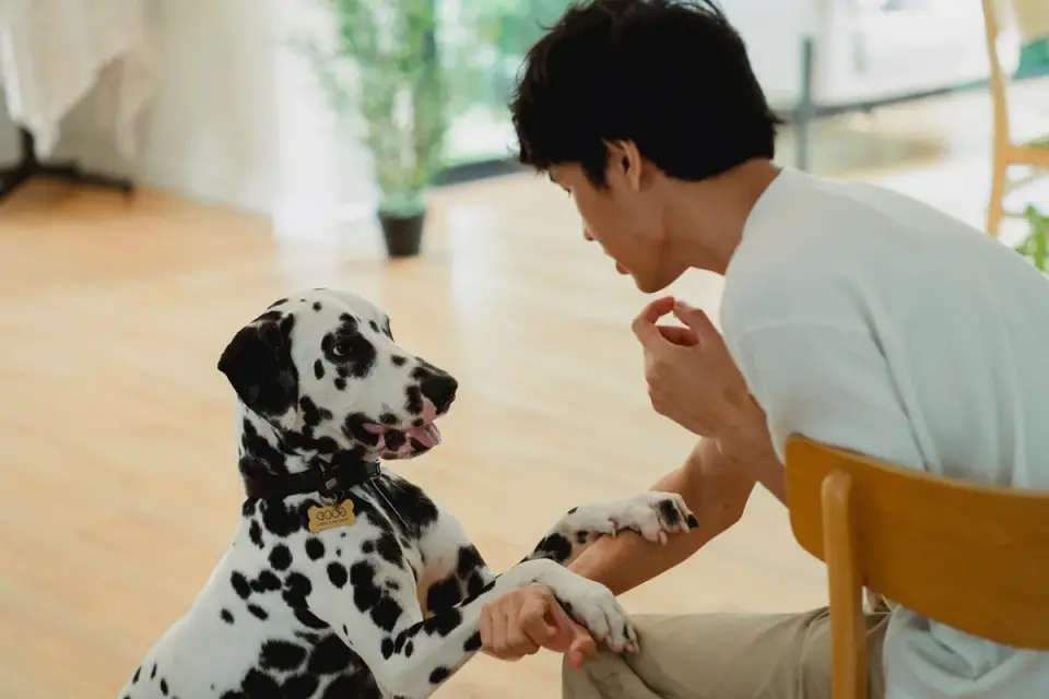 Dog with an owner at home