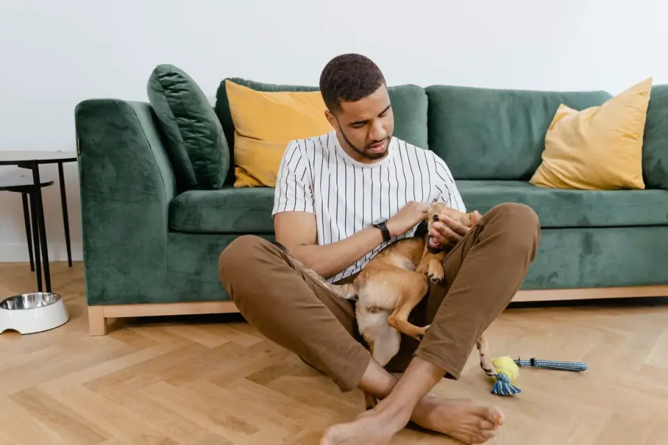 Dog with an owner at home