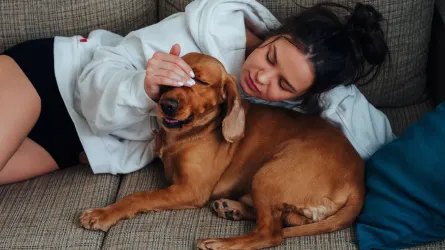 Dog with an owner at home