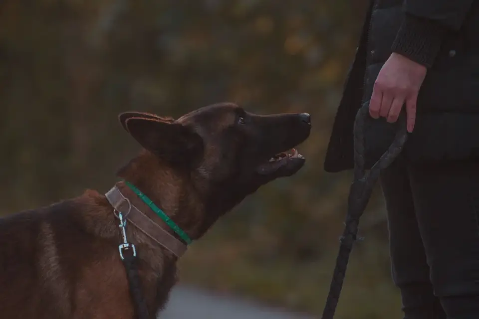 Owner delivering a treat to a dog immediately after a training cue