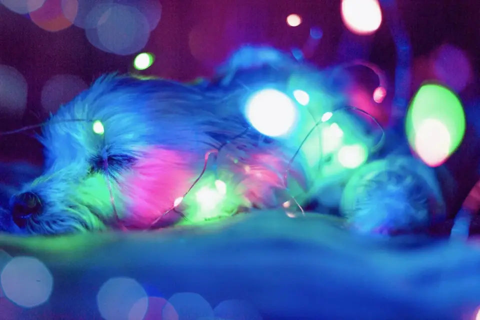 Senior dog walking down a hallway lit by a soft plug-in night light