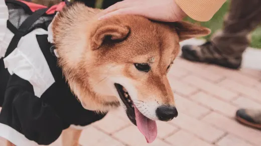 Shiba Inu sitting attentively on a leash in a backyard