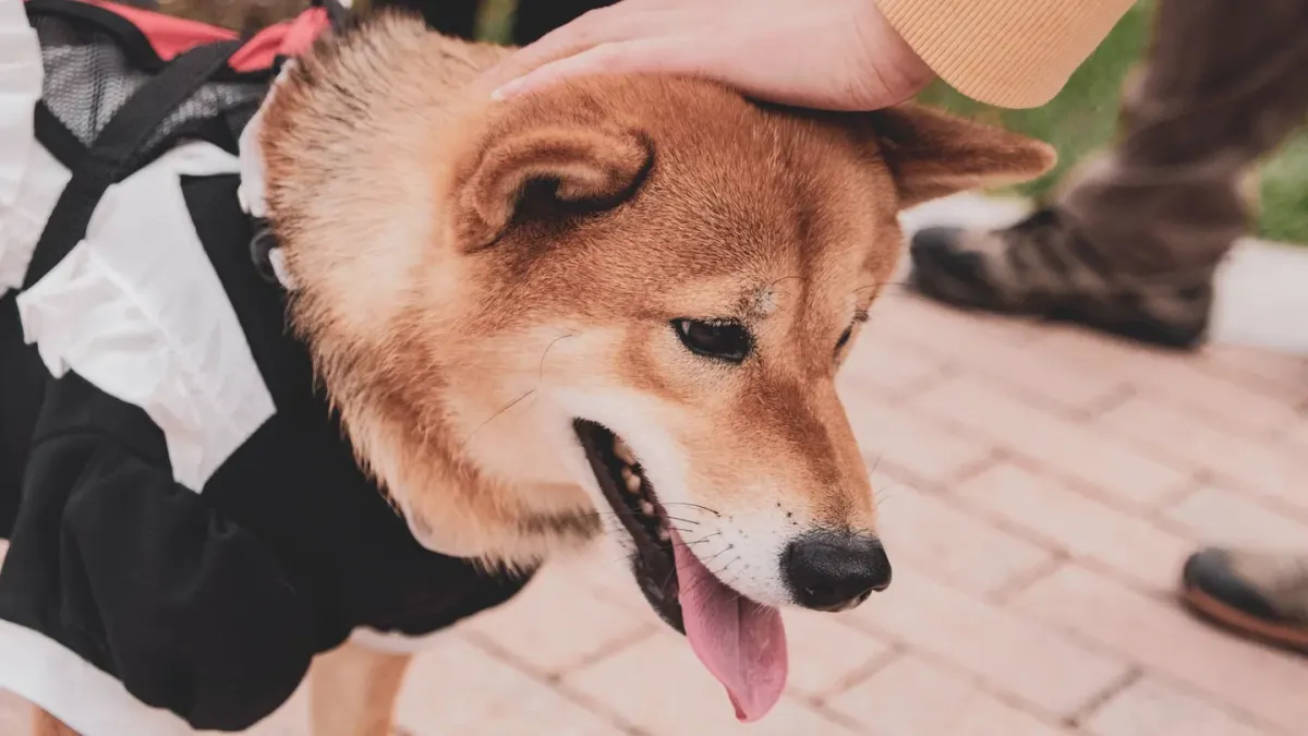 Shiba Inu sitting attentively on a leash in a backyard